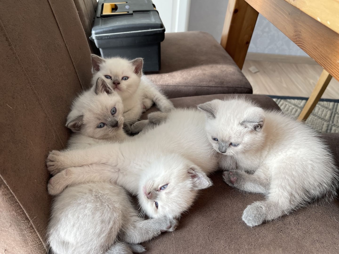 Reinrassige BKH Kitten