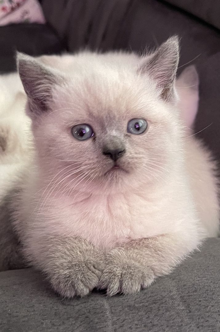 Reinrassige BKH Kitten