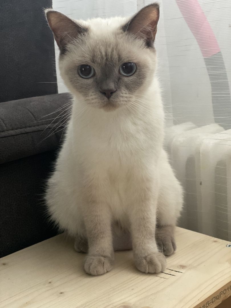 Reinrassige BKH Kitten