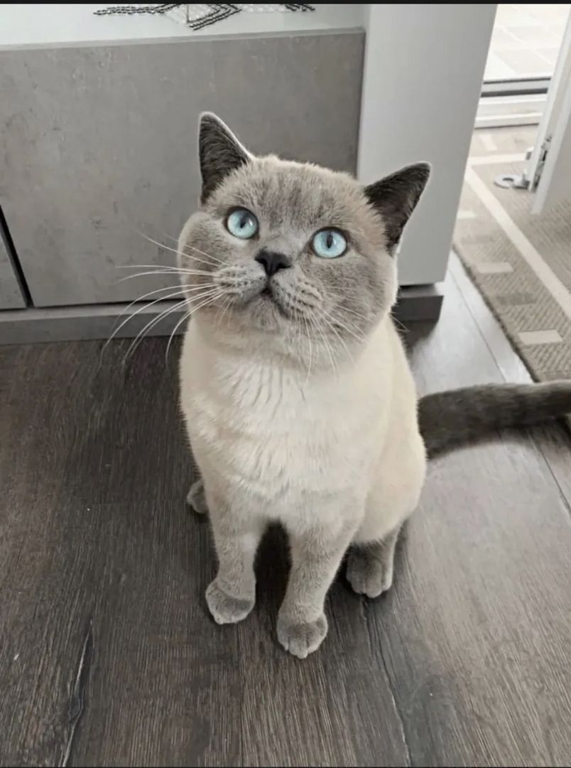 Reinrassige BKH Kitten