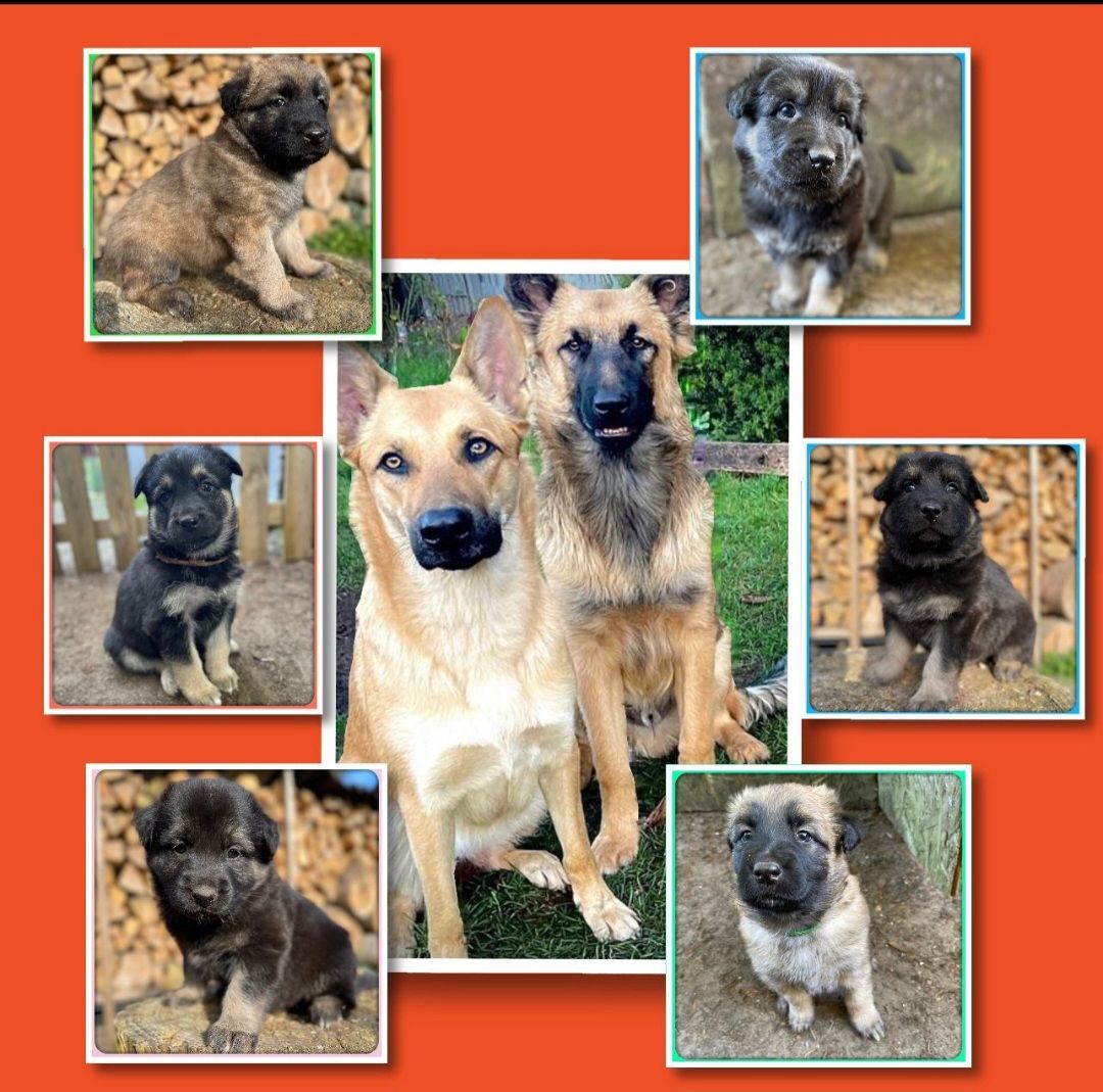 Altdeutsche Schäferhundmischlingswelpen aus liebevoller Verpaarung Altdeutsche Schäferhundmischlingswelpen aus liebevoller Verpaarung