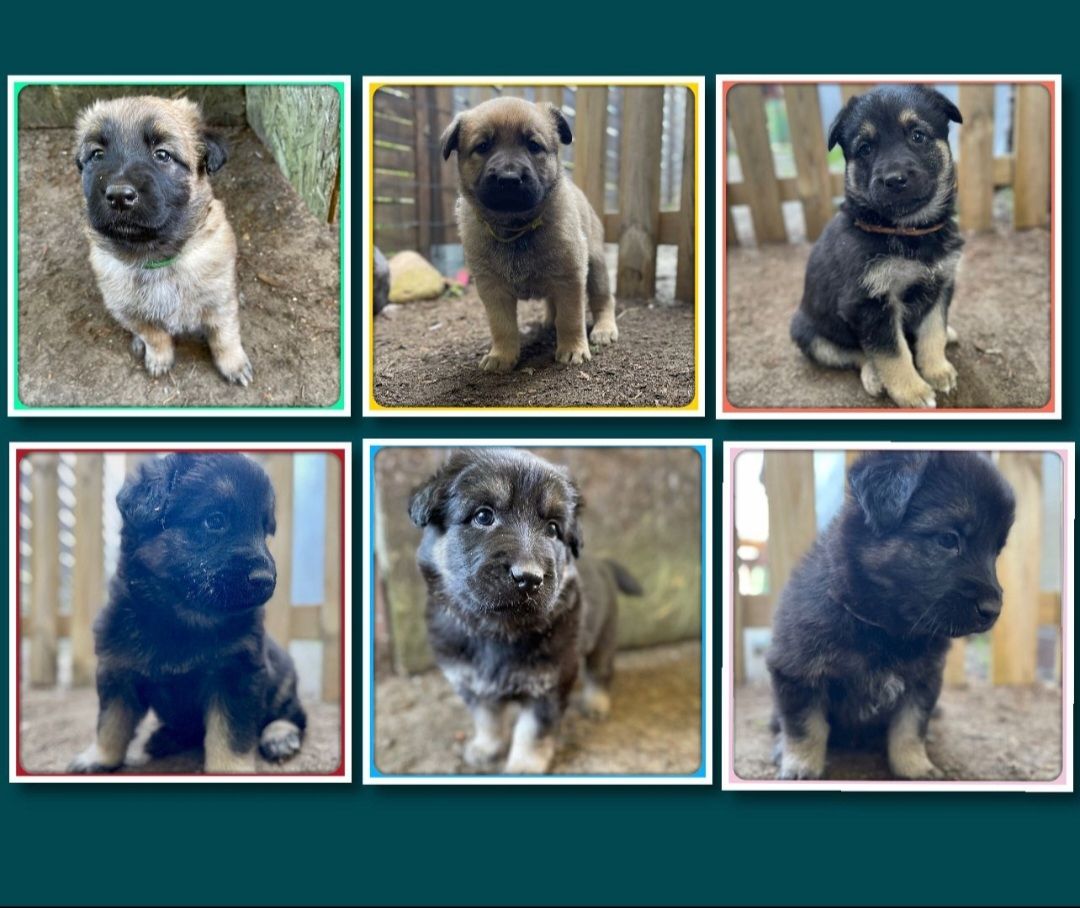 Altdeutsche Schäferhundmischlingswelpen aus liebevoller Verpaarung Altdeutsche Schäferhundmischlingswelpen aus liebevoller Verpaarung