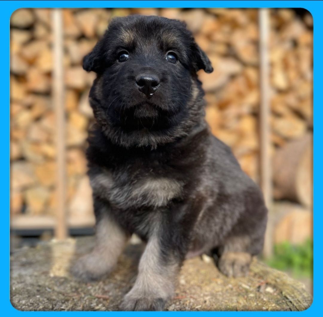 Altdeutsche Schäferhundmischlingswelpen aus liebevoller Verpaarung Altdeutsche Schäferhundmischlingswelpen aus liebevoller Verpaarung