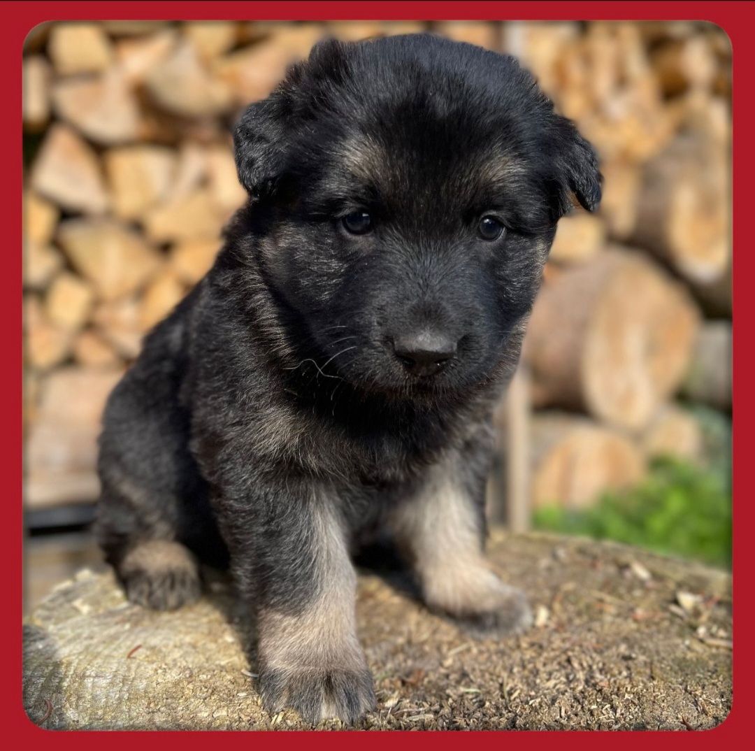 Altdeutsche Schäferhundmischlingswelpen aus liebevoller Verpaarung Altdeutsche Schäferhundmischlingswelpen aus liebevoller Verpaarung