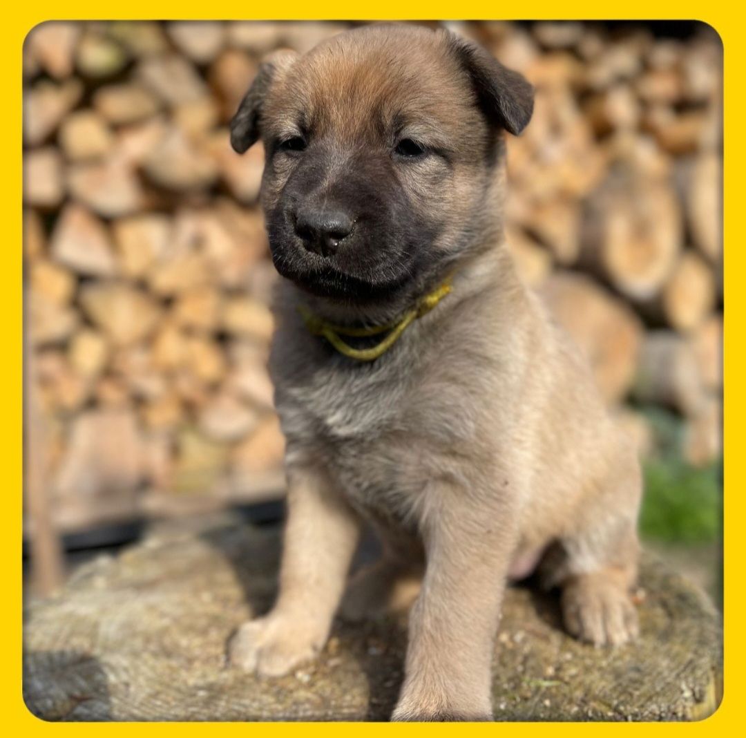 Altdeutsche Schäferhundmischlingswelpen aus liebevoller Verpaarung Altdeutsche Schäferhundmischlingswelpen aus liebevoller Verpaarung