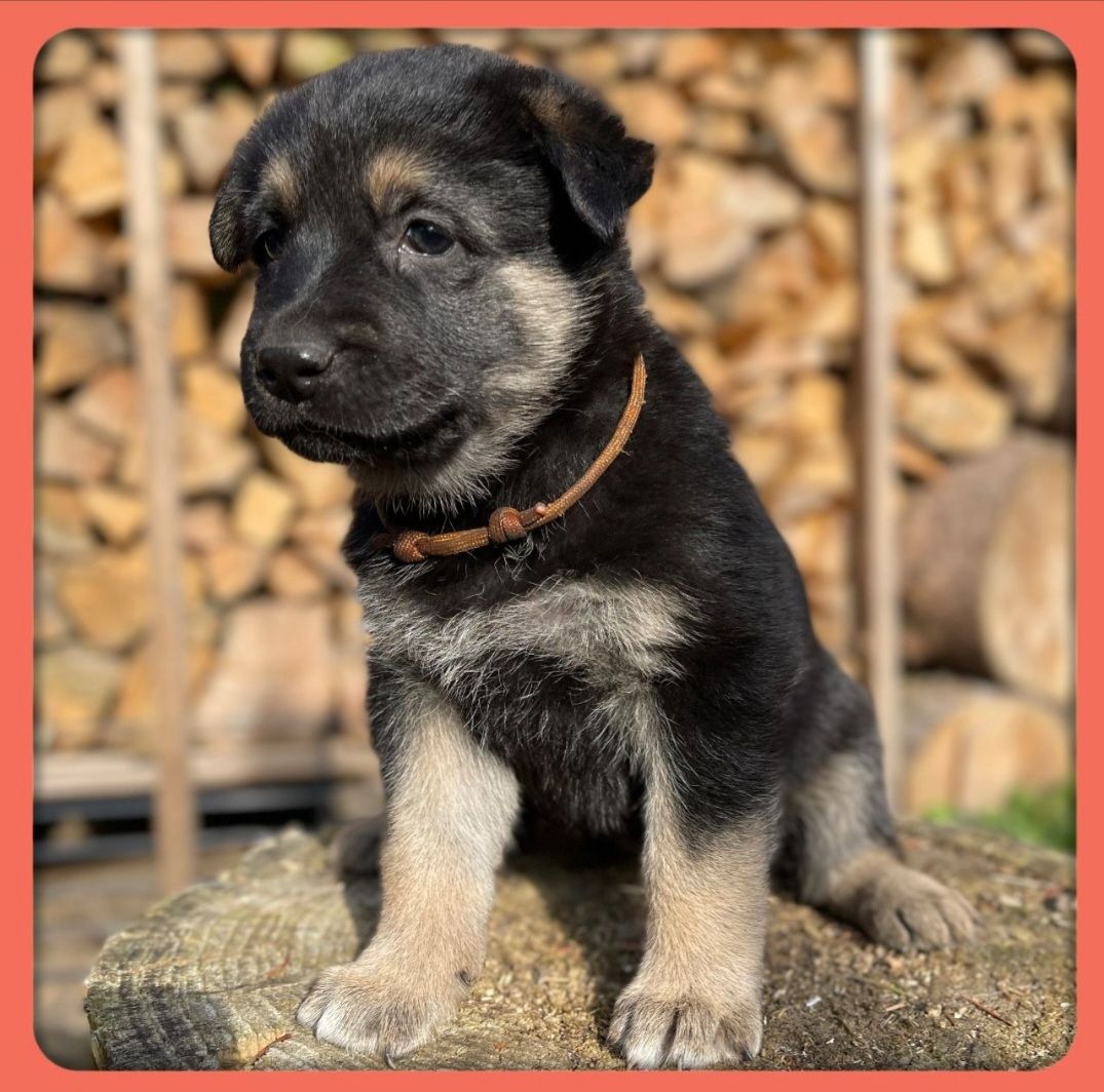 Altdeutsche Schäferhundmischlingswelpen aus liebevoller Verpaarung Altdeutsche Schäferhundmischlingswelpen aus liebevoller Verpaarung