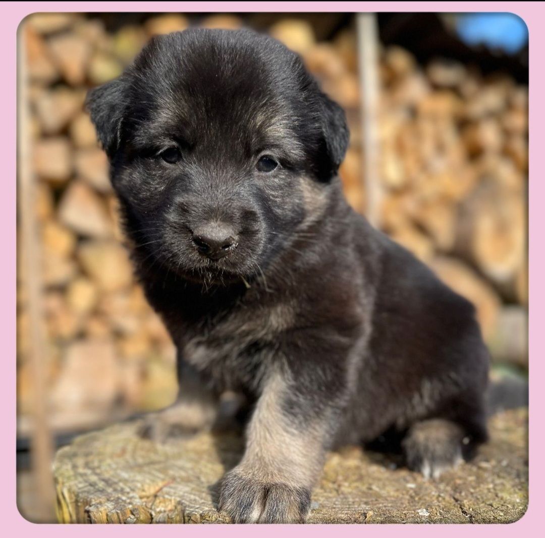 Altdeutsche Schäferhundmischlingswelpen aus liebevoller Verpaarung Altdeutsche Schäferhundmischlingswelpen aus liebevoller Verpaarung