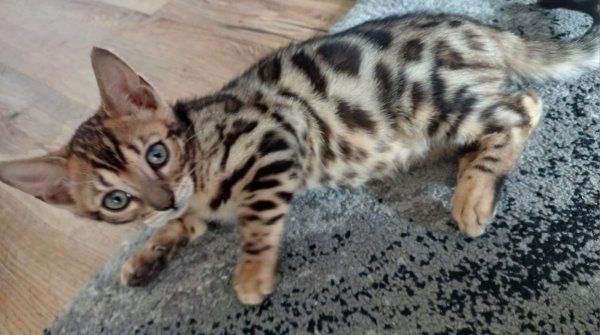Schöne Bengal-Kätzchen Schöne Bengal-Kätzchen