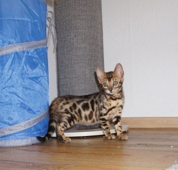 Schöne Bengal-Kätzchen Schöne Bengal-Kätzchen