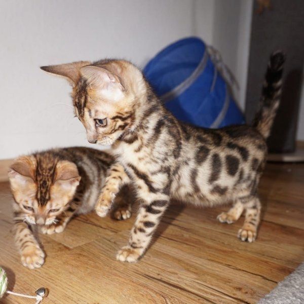 Schöne Bengal-Kätzchen Schöne Bengal-Kätzchen
