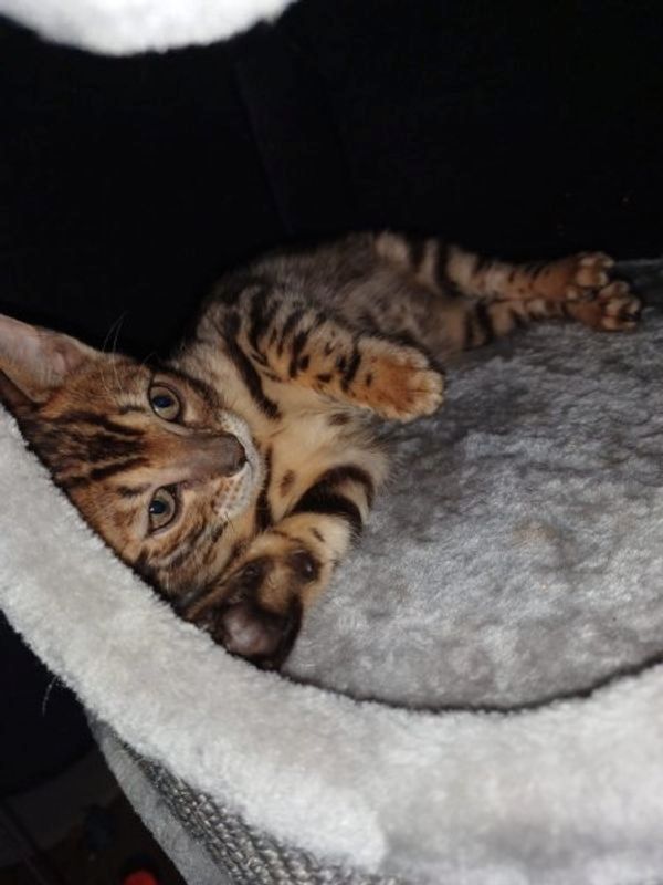 Schöne Bengal-Kätzchen Schöne Bengal-Kätzchen