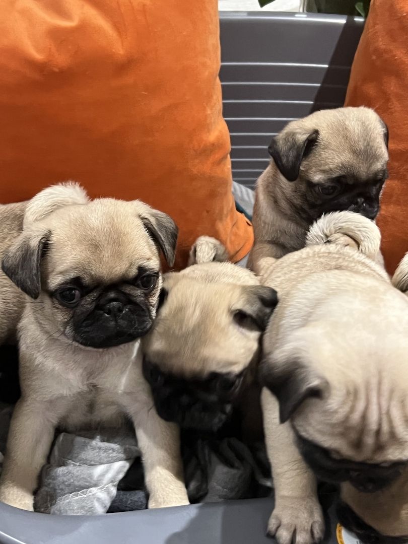 Schöne reinrassige Mops Welpen.