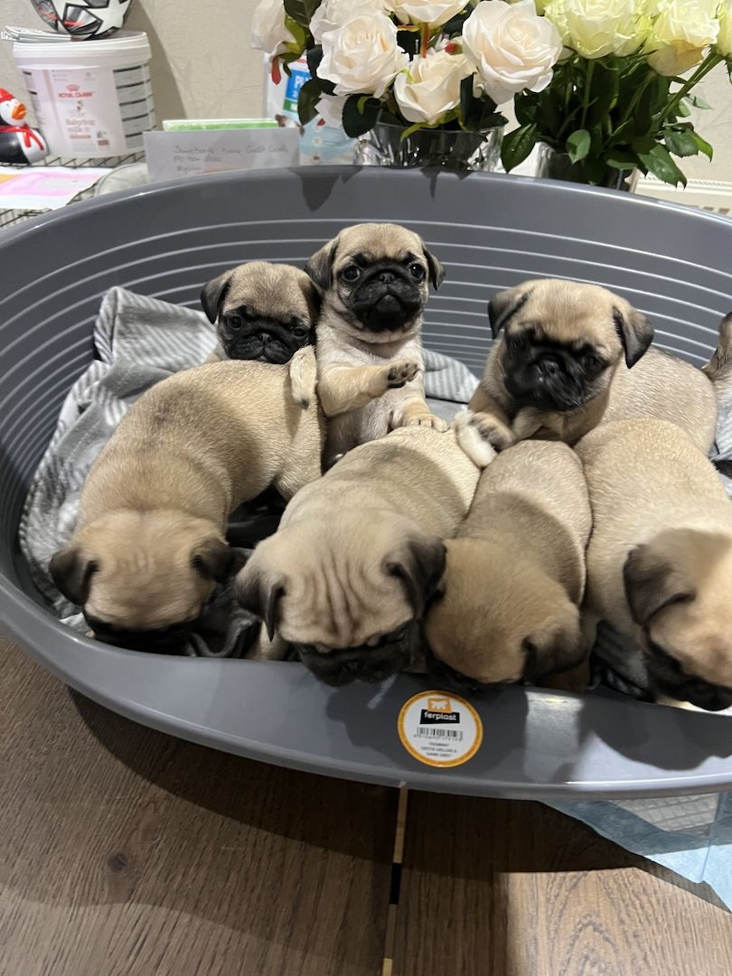 Schöne reinrassige Mops Welpen.