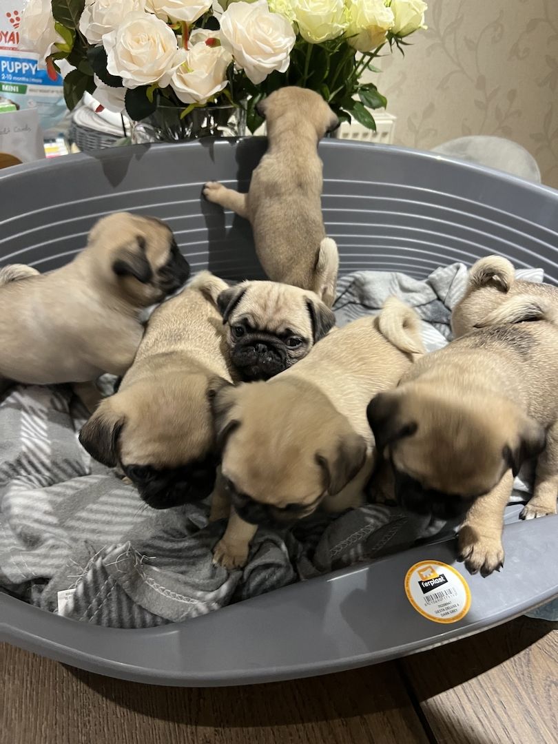 Schöne reinrassige Mops Welpen.