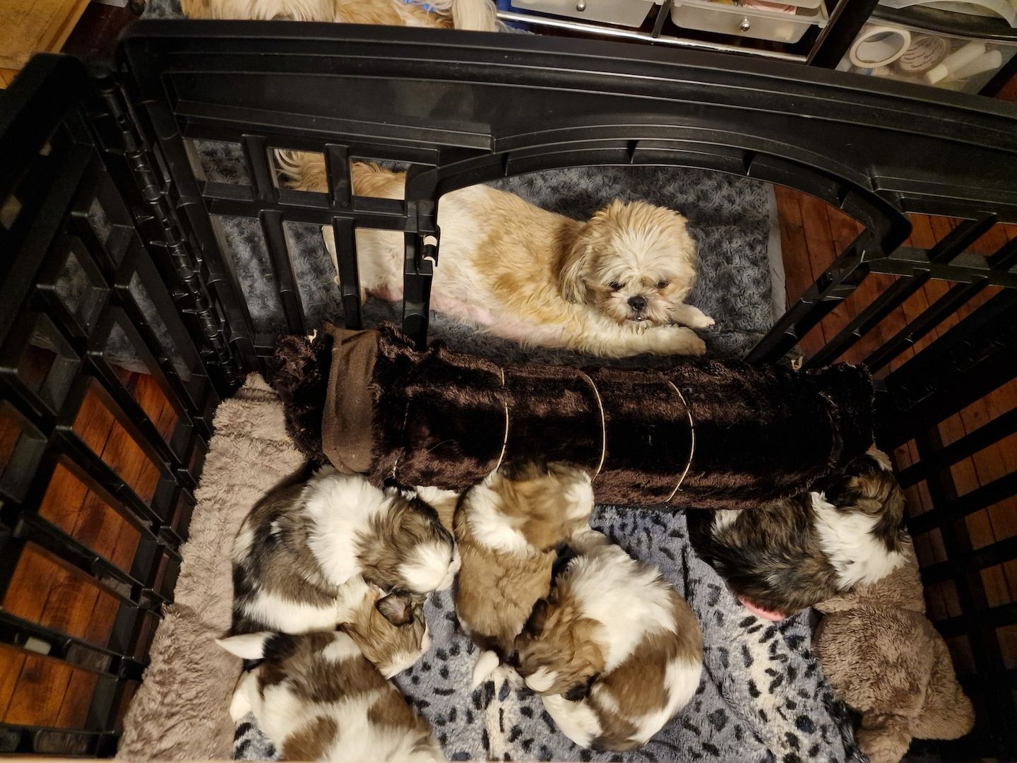 Shih Tzu Welpen