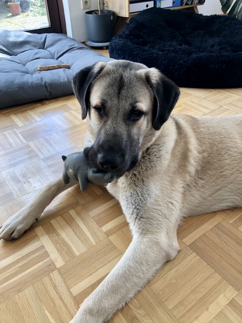 Junger Kangal sucht liebevolles Zuhause