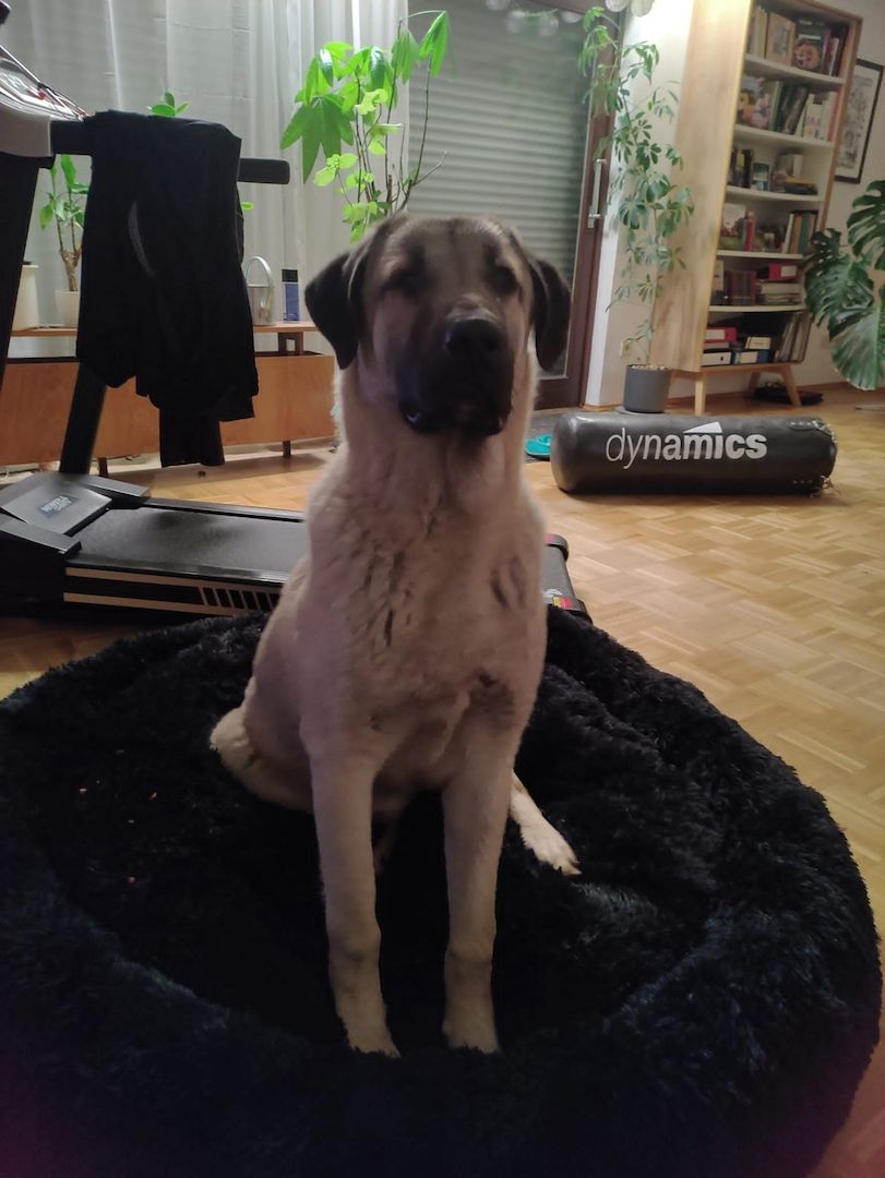 Junger Kangal sucht liebevolles Zuhause