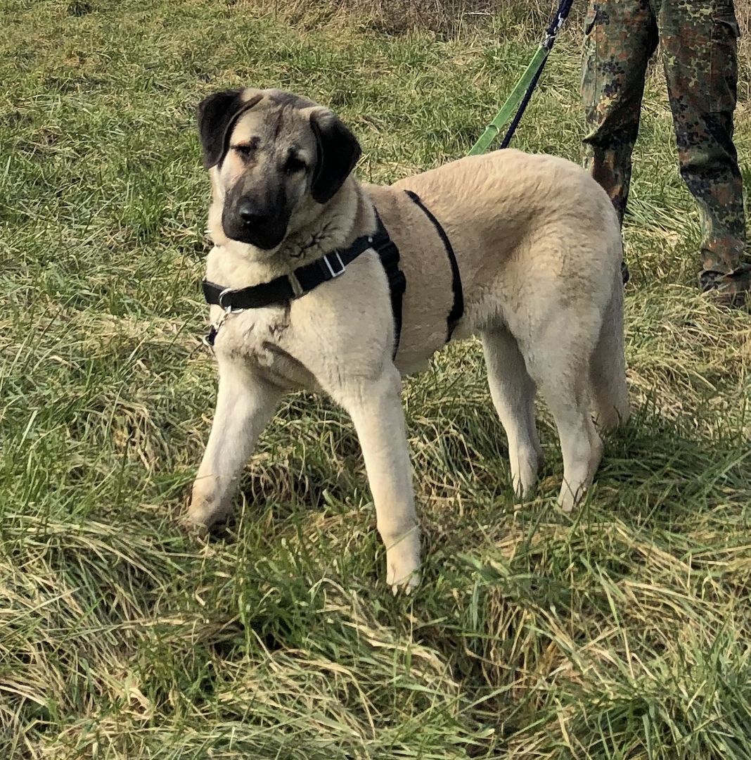 Junger Kangal sucht liebevolles Zuhause