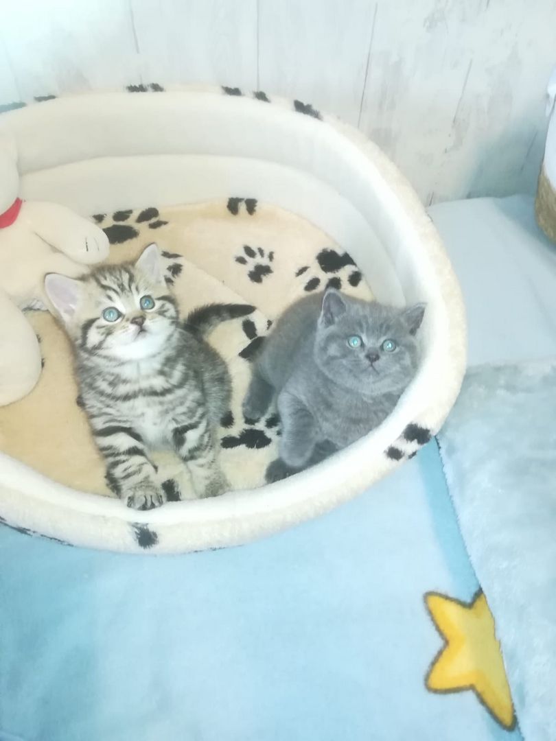 BKH Katzen BKH Katzen