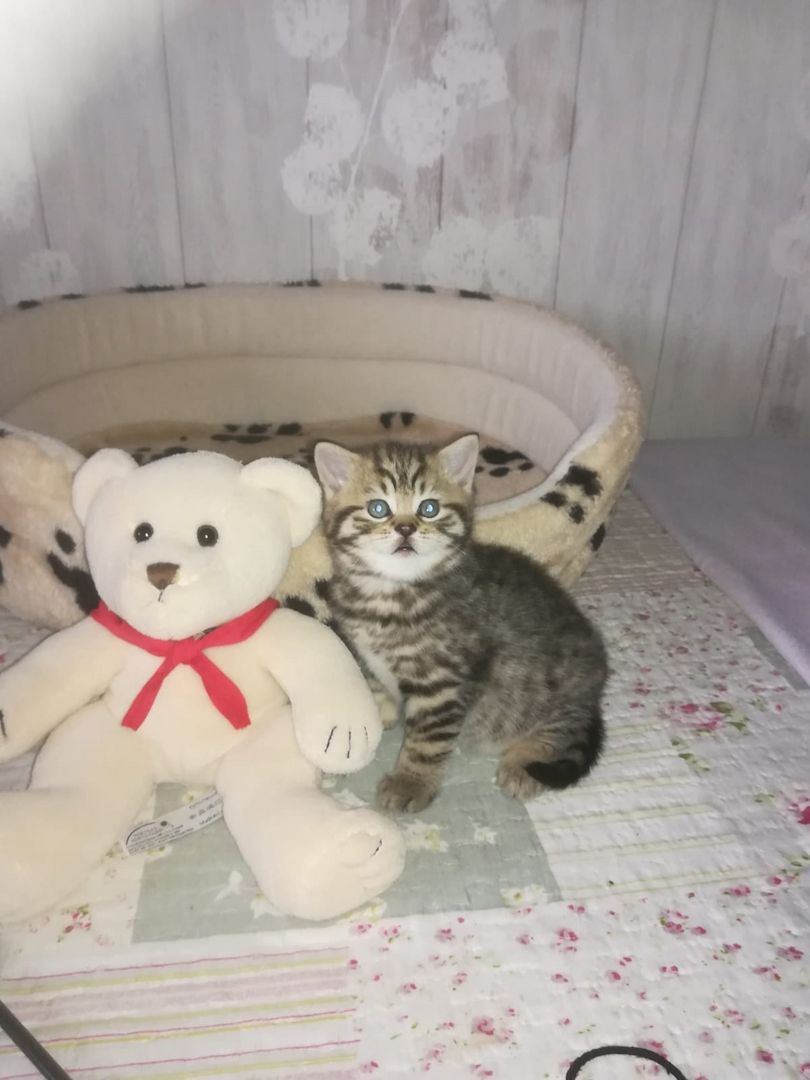 BKH Katzen BKH Katzen