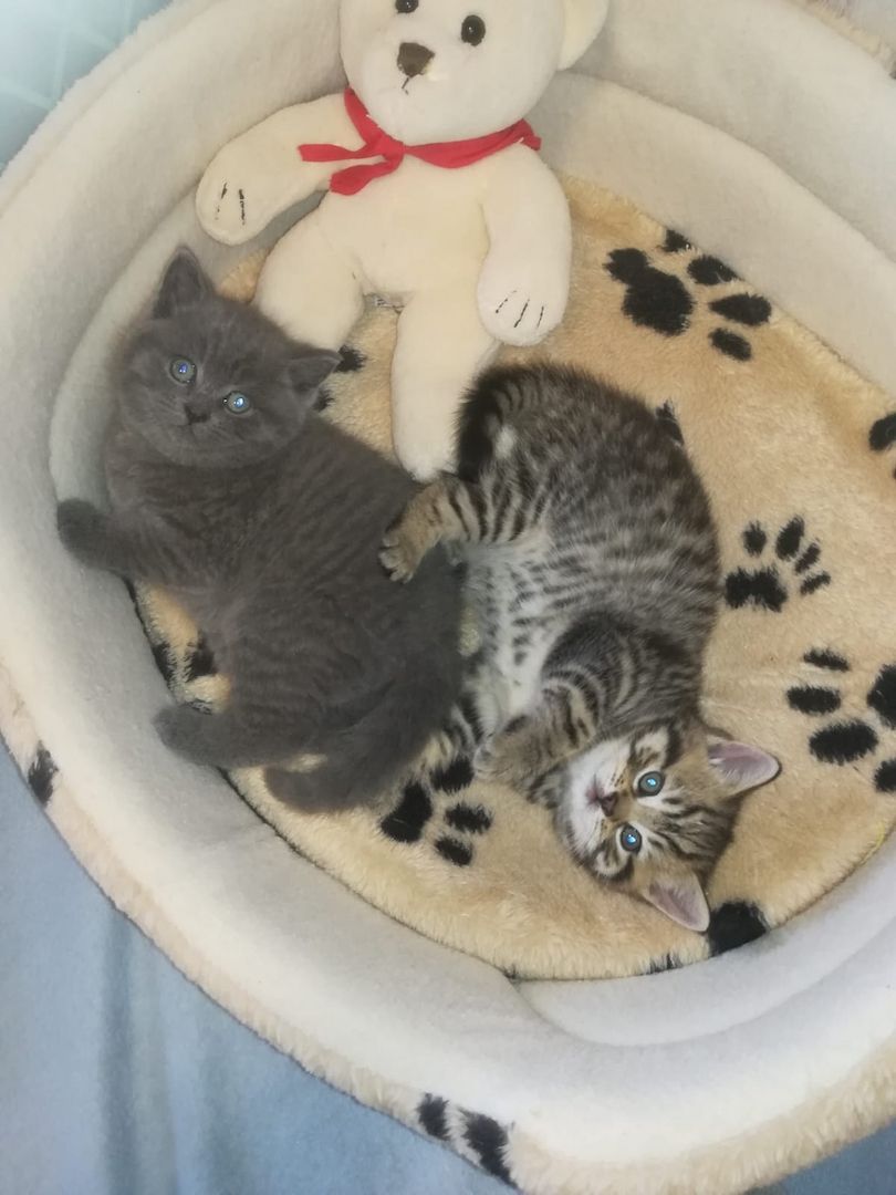 BKH Katzen BKH Katzen