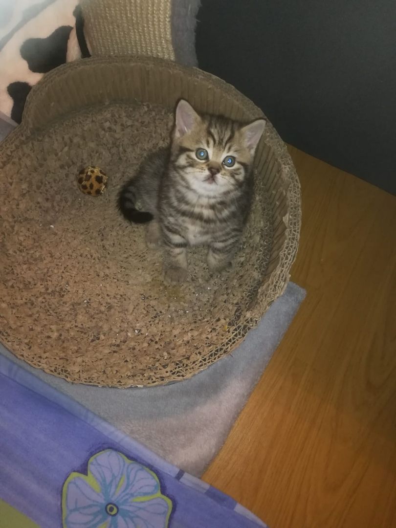 BKH Katzen BKH Katzen