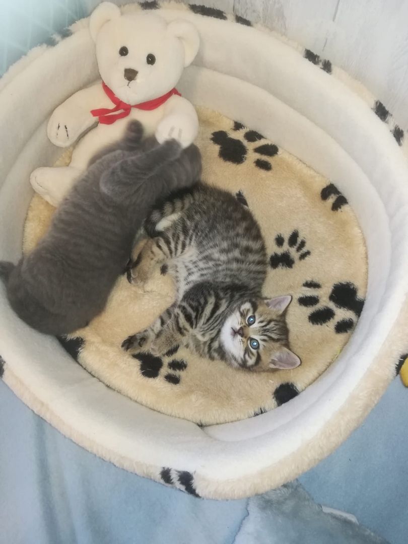 BKH Katzen BKH Katzen