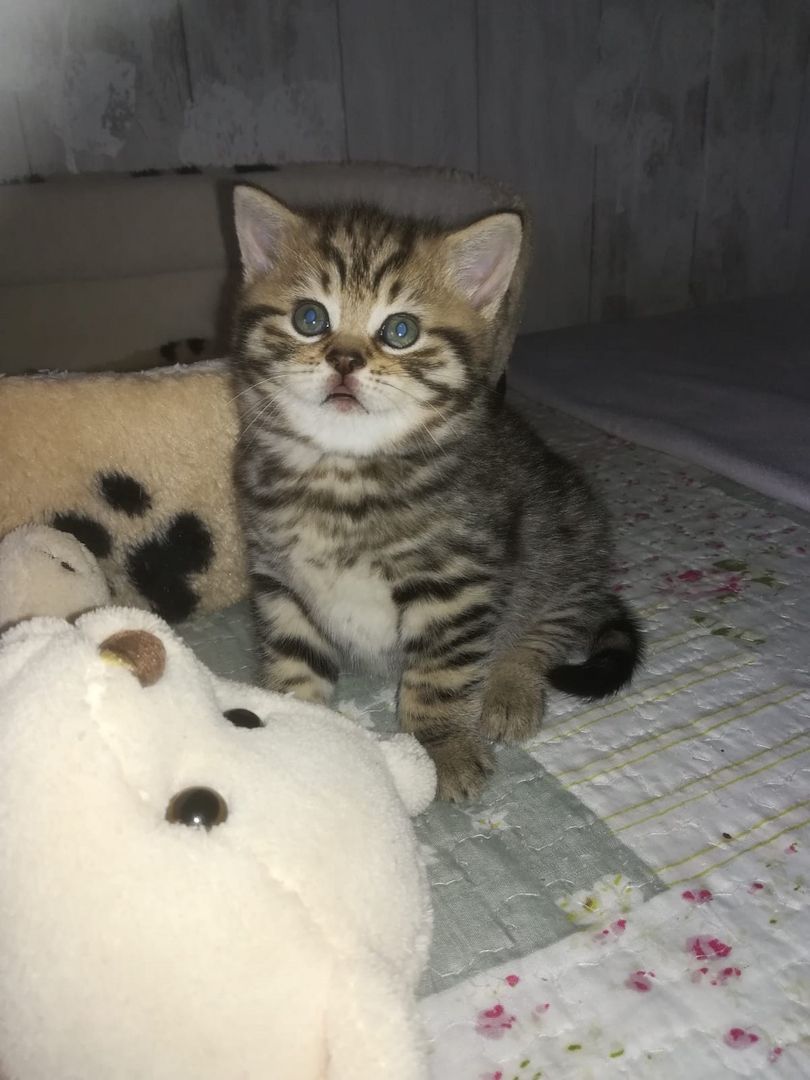 BKH Katzen BKH Katzen