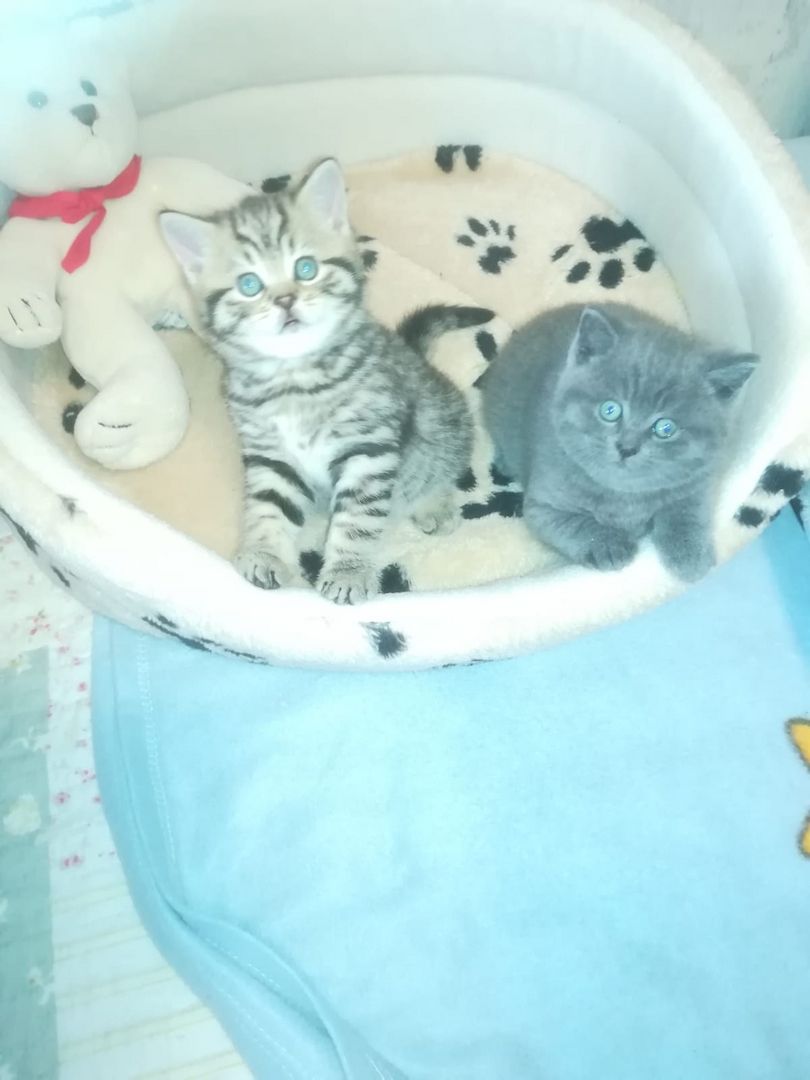 BKH Katzen BKH Katzen