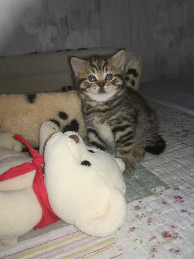 BKH Katzen BKH Katzen