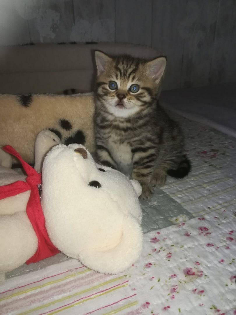 BKH Katzen BKH Katzen