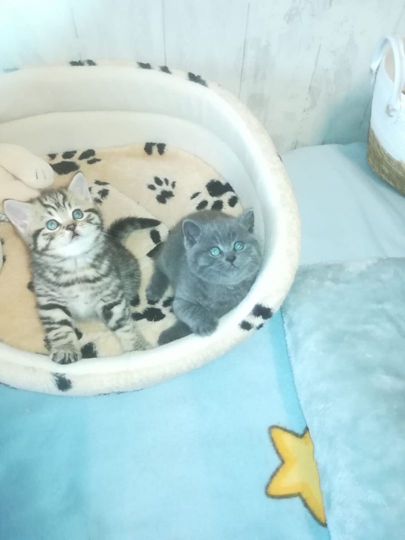 BKH Katzen BKH Katzen