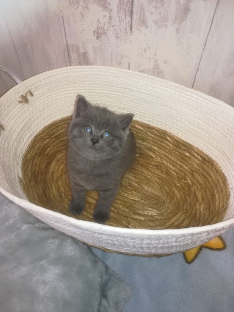 BKH Katzen BKH Katzen