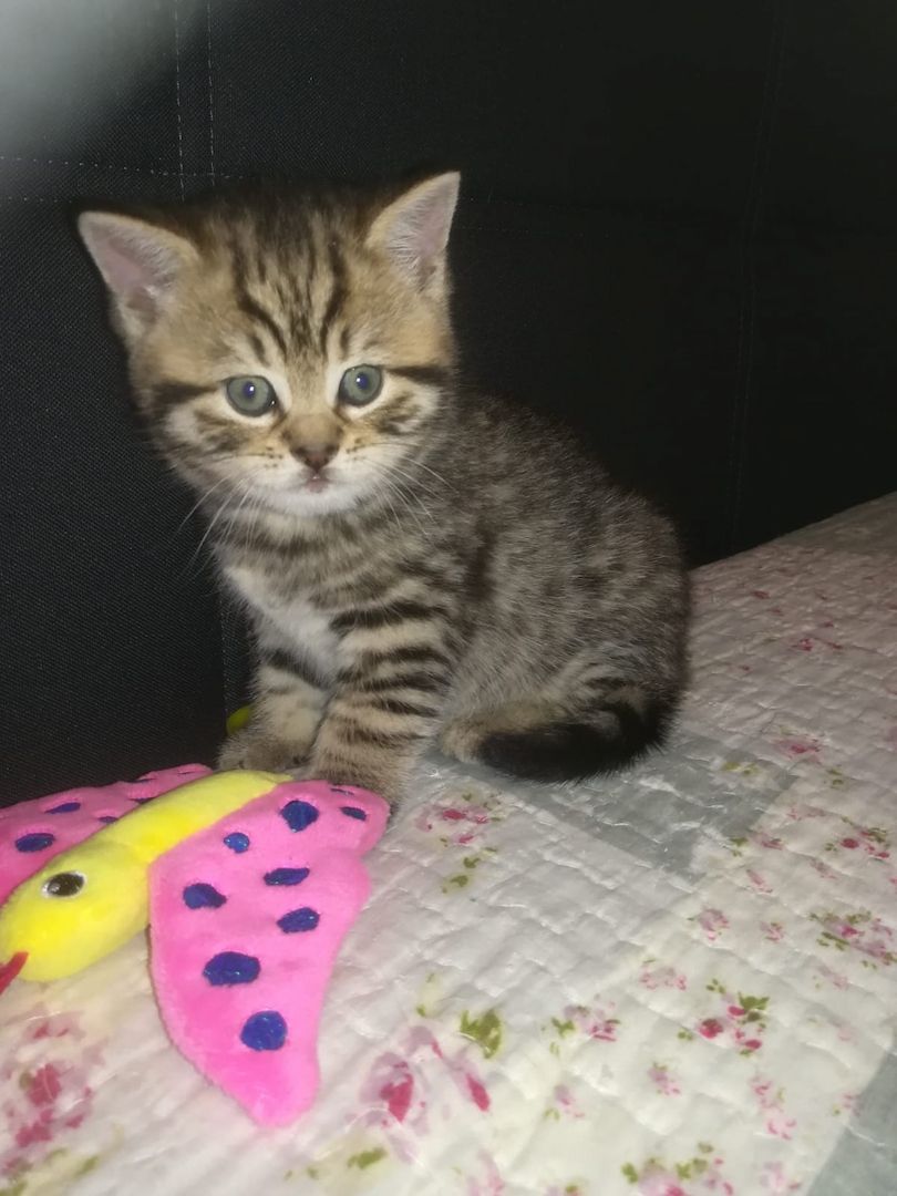 BKH Katzen BKH Katzen