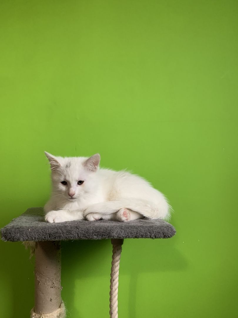 Zuckersüße Türkisch Van Mix Kitten