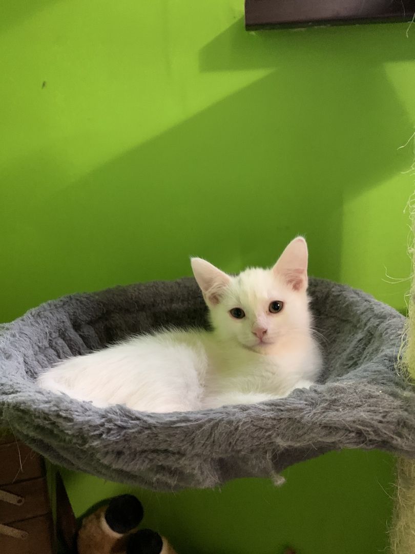 Zuckersüße Türkisch Van Mix Kitten