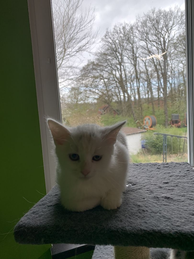 Zuckersüße Türkisch Van Mix Kitten