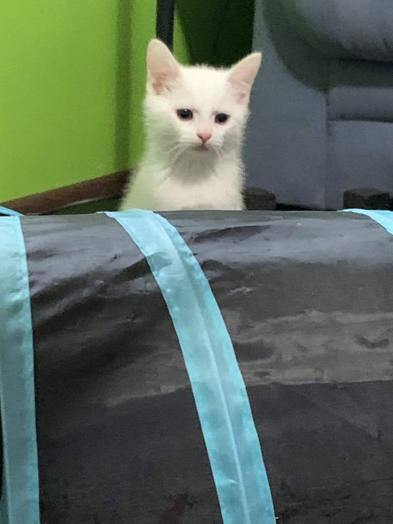 Zuckersüße Türkisch Van Mix Kitten