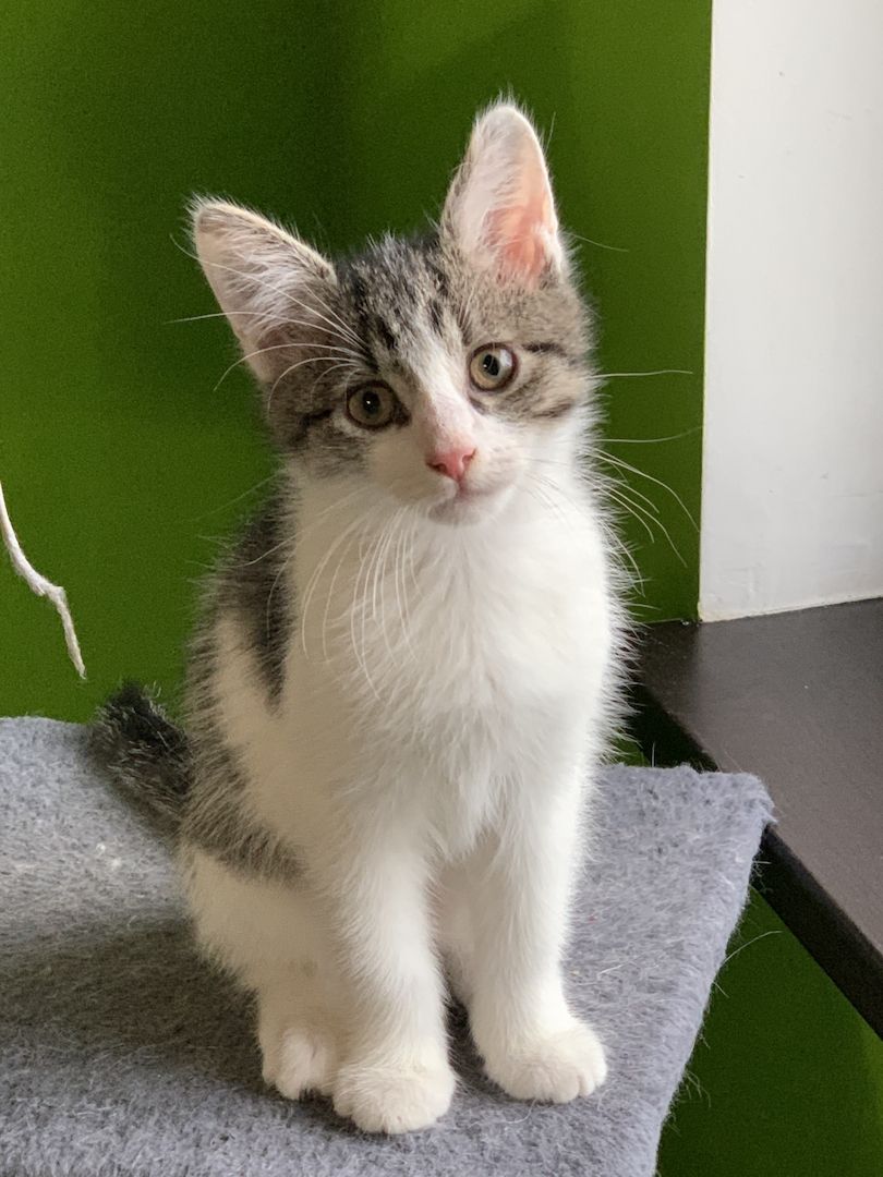 Zuckersüße Türkisch Van Mix Kitten