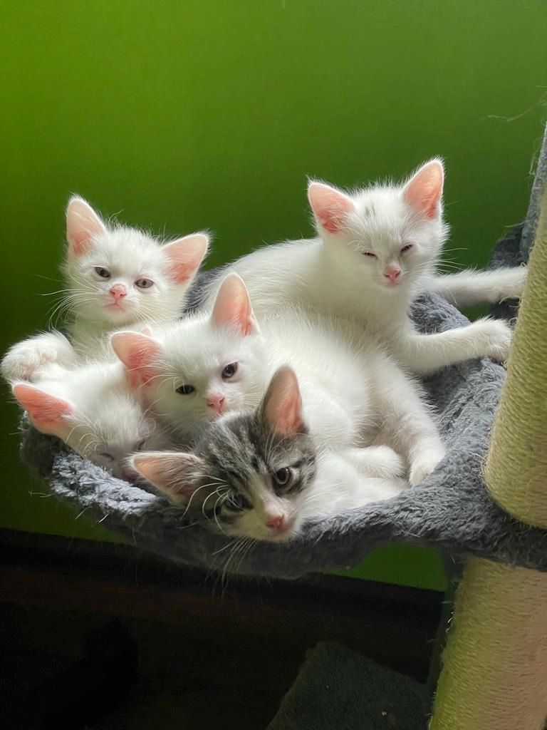 Zuckersüße Türkisch Van Mix Kitten