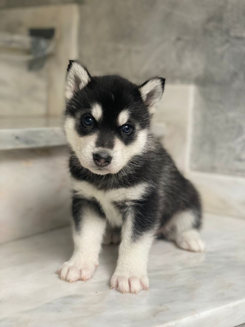 Reinrassige Sibirian Husky Welpen