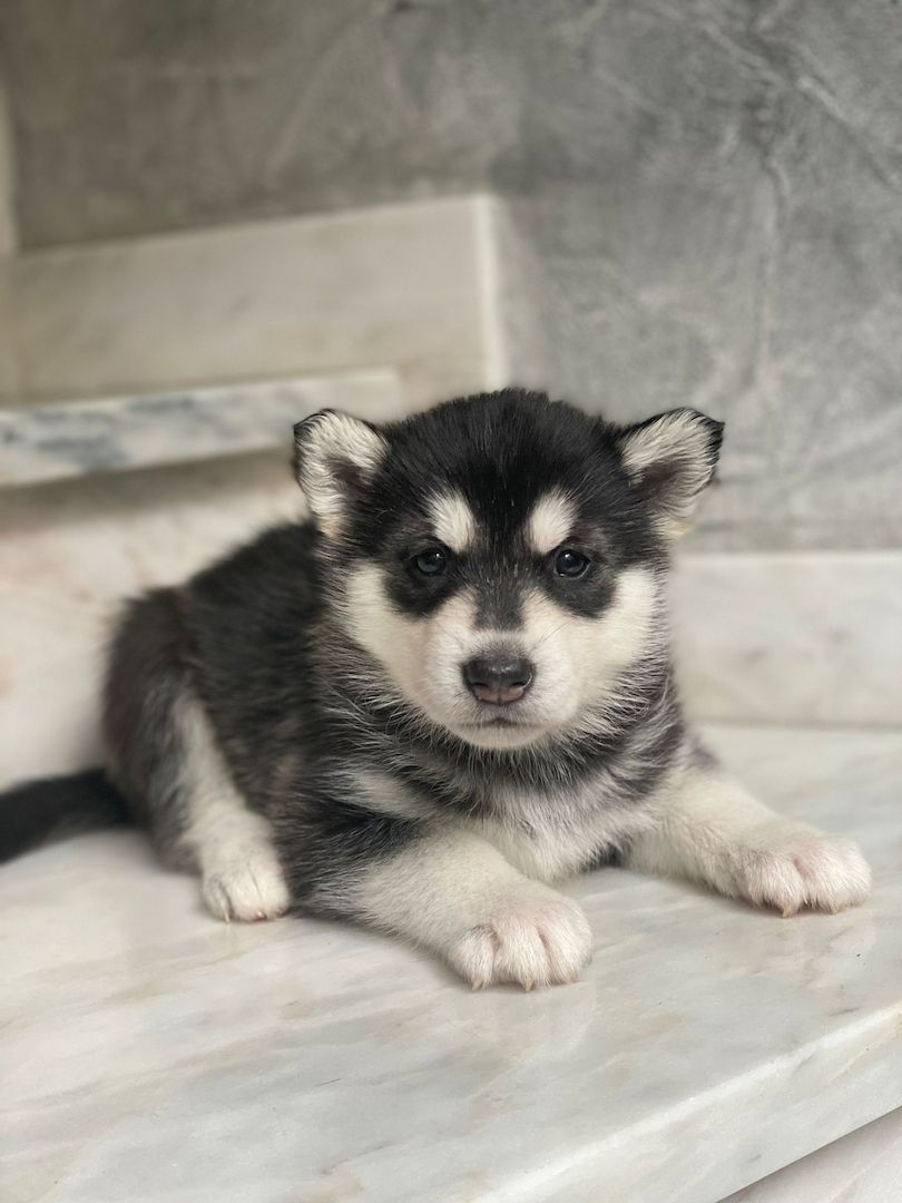 Reinrassige Sibirian Husky Welpen