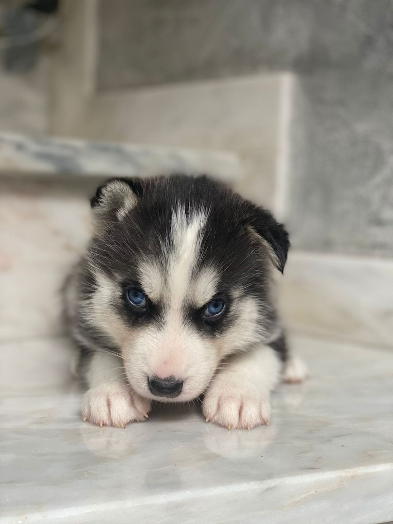 Reinrassige Sibirian Husky Welpen