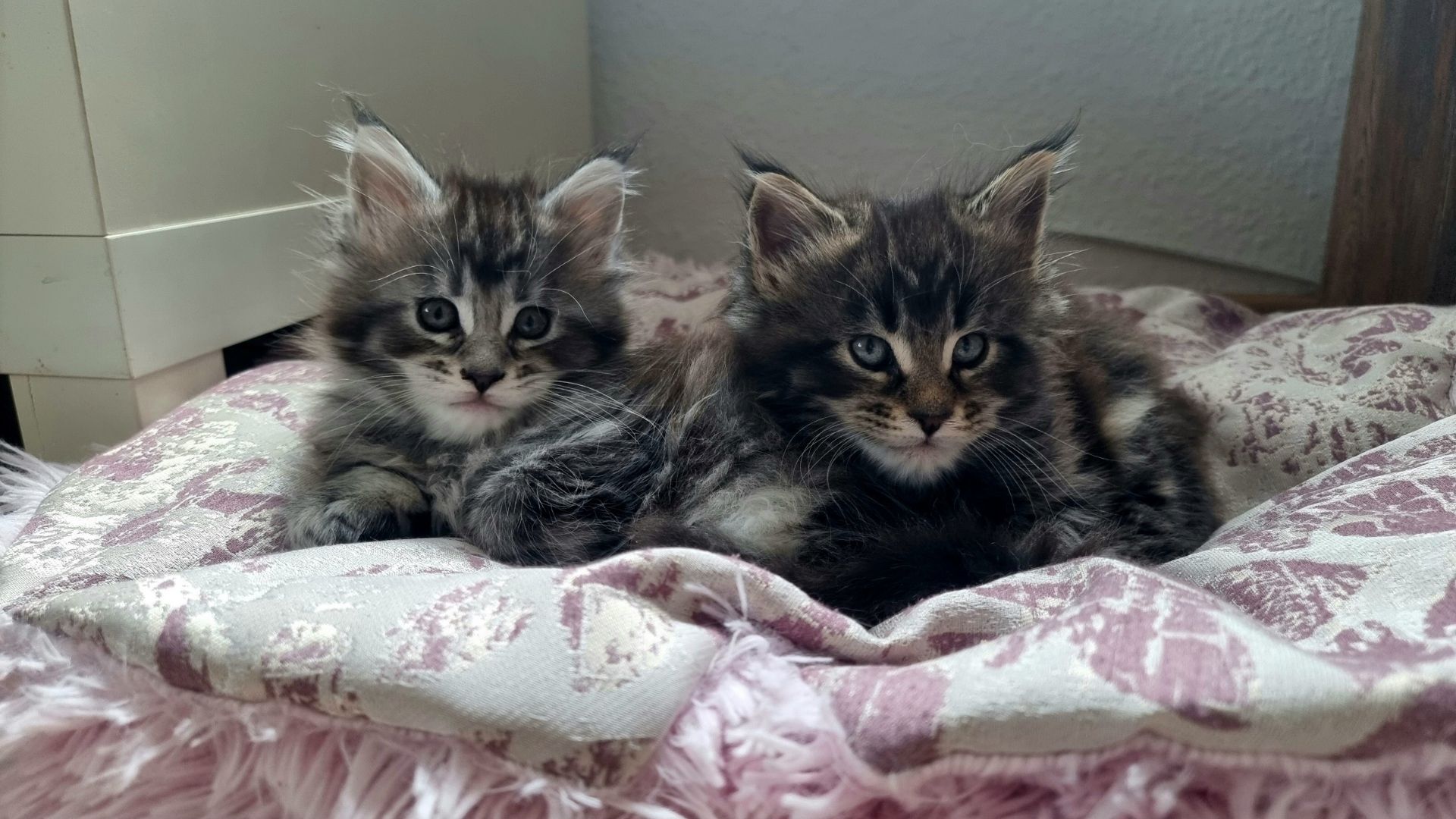 Reinrassige Maine Coon Kitten dürfen bald ausziehen