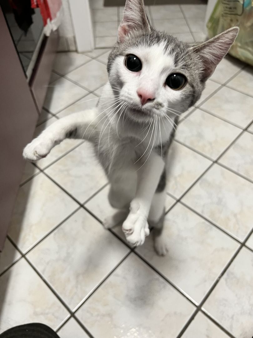 Britisch Kurzhaar Mischling