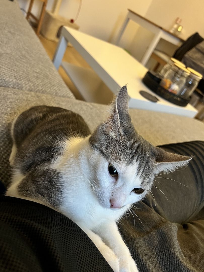 Britisch Kurzhaar Mischling