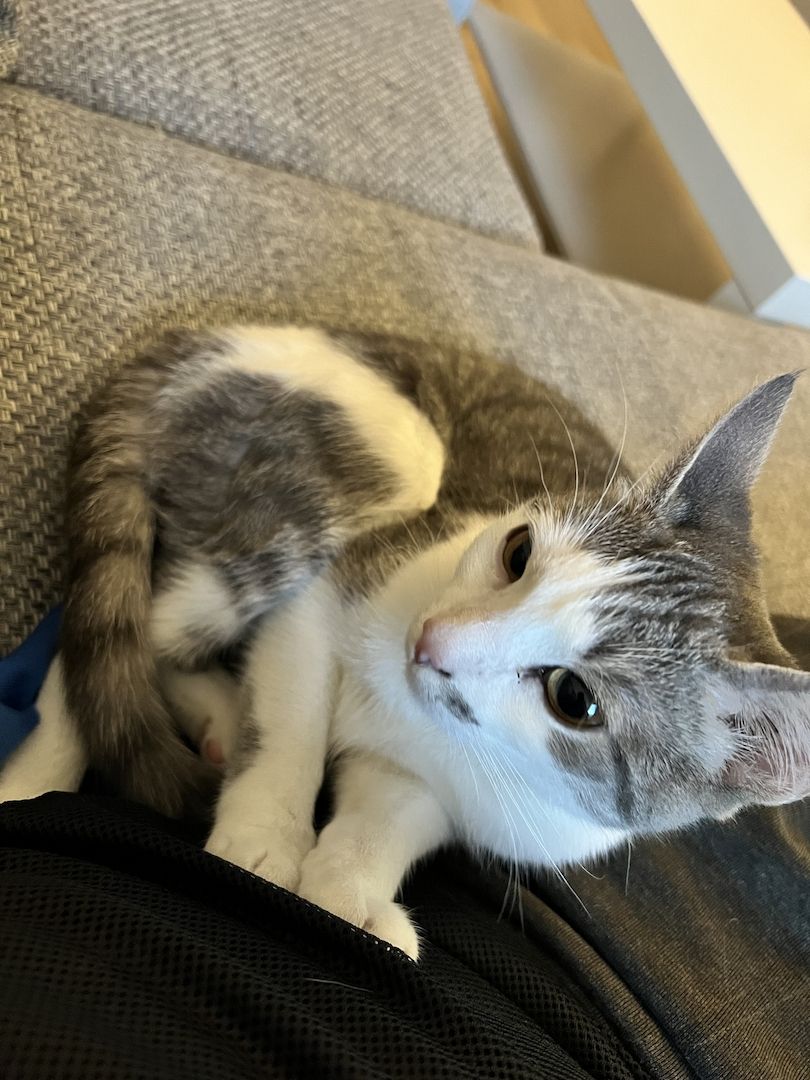 Britisch Kurzhaar Mischling