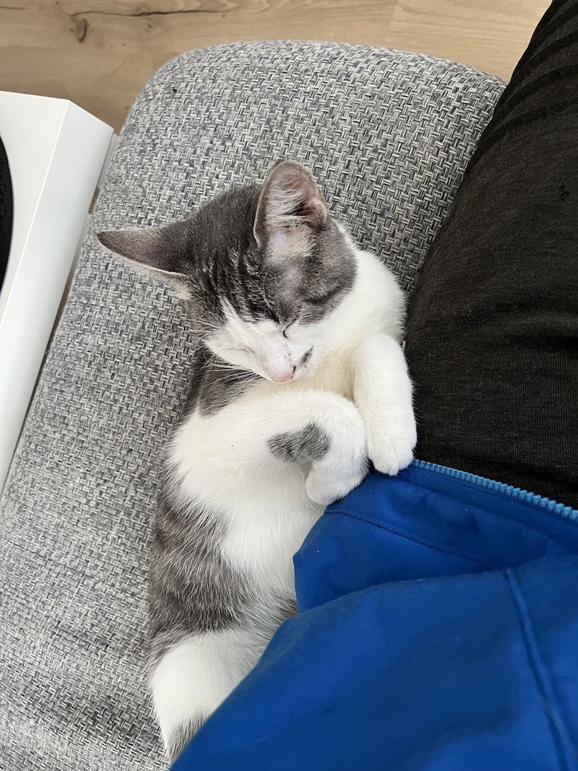 Britisch Kurzhaar Mischling