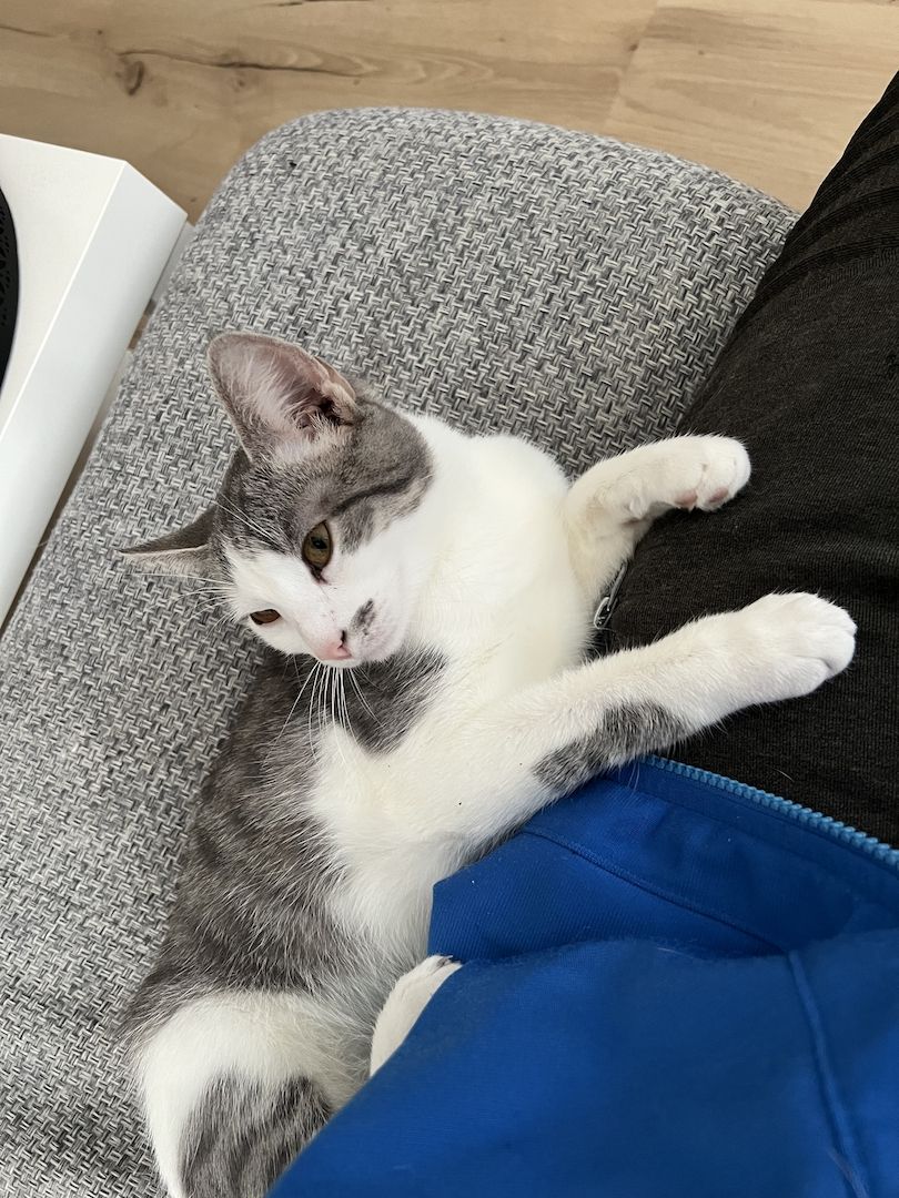 Britisch Kurzhaar Mischling