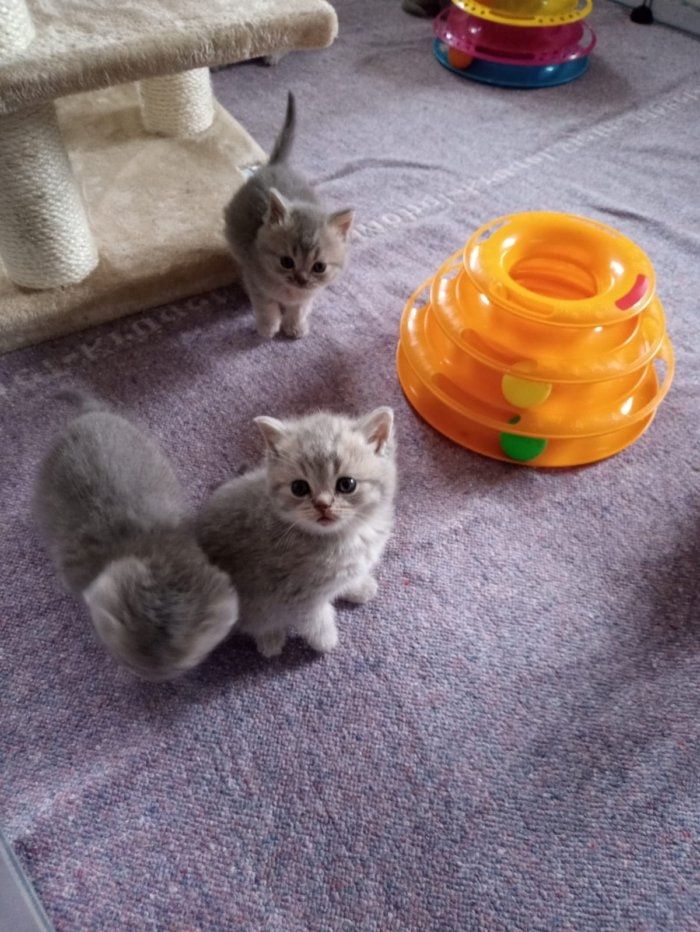 Reinrassige, süße Britisch-Kurzhaar Kitten warten auf Dich!